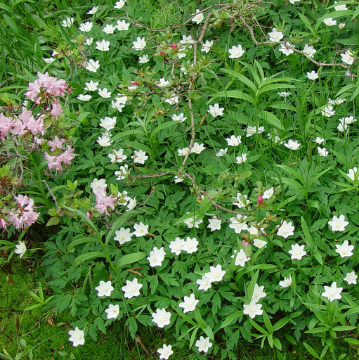 Anemone nemorosa - Click Image to Close